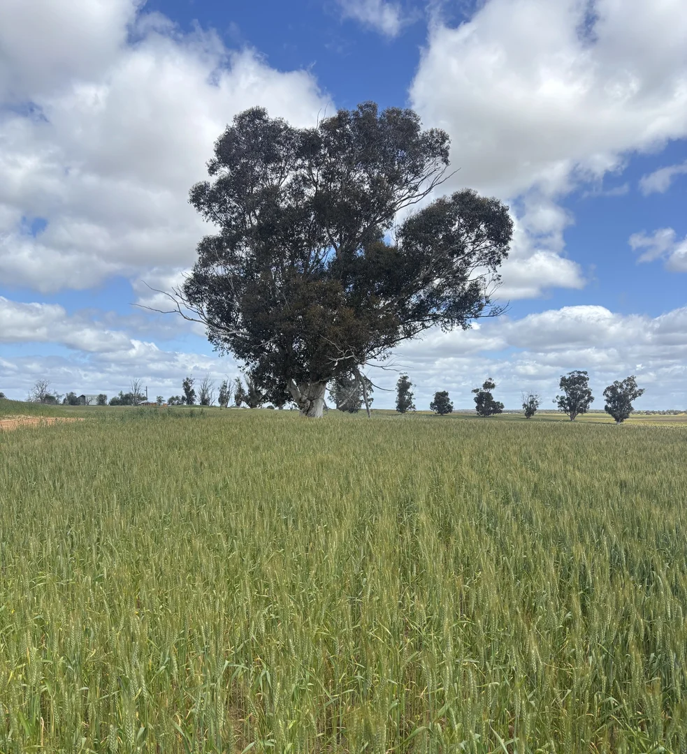 Additional image 27 of 1105 Coorow-Greenhead Road, Coorow WA 6515