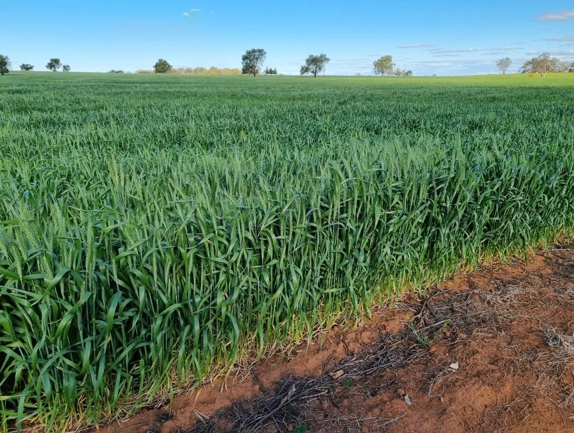 Additional image 6 of 492 Eremeran Road, Condobolin NSW 2877