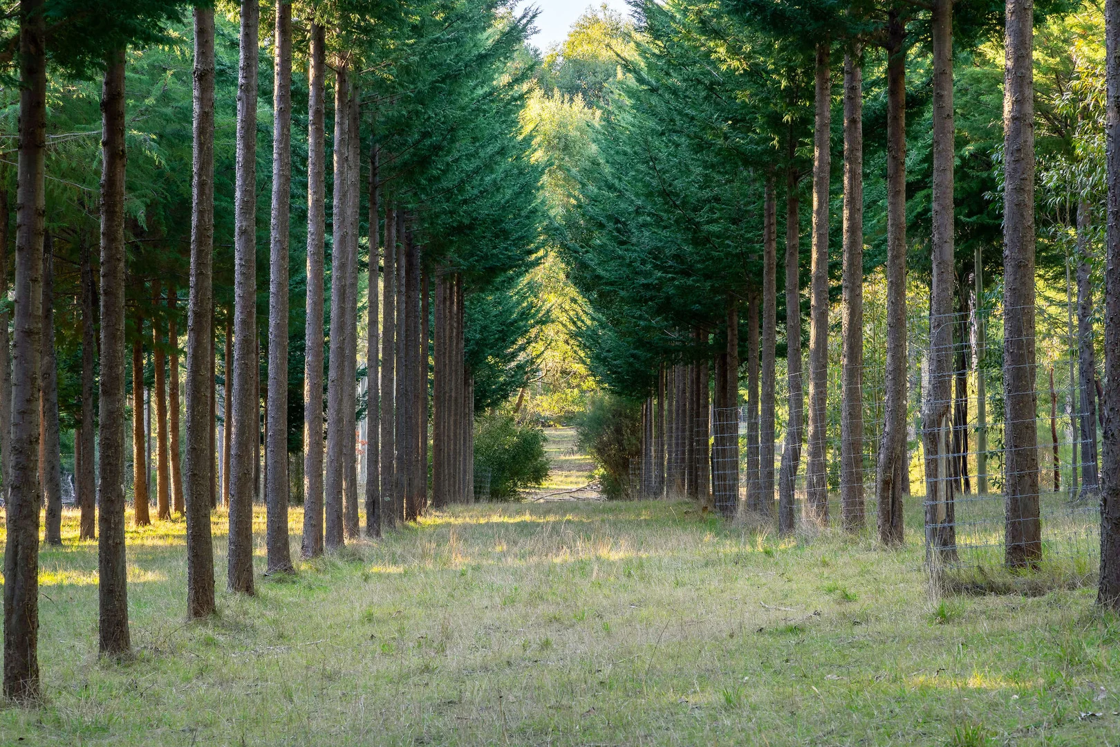 Additional image 4 of 252 Taggerty - Thornton Road, Taggerty VIC 3714