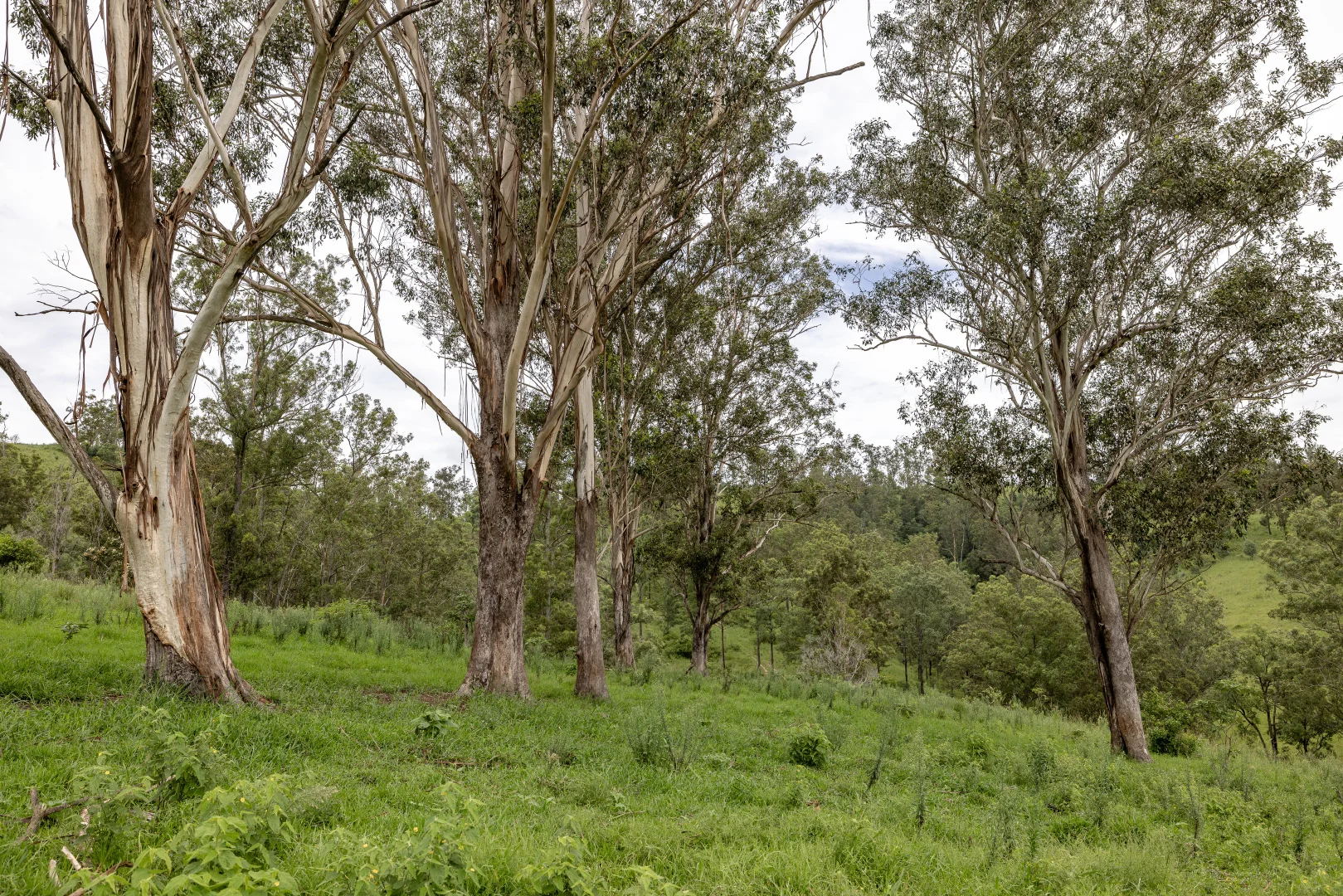 Additional image 4 of 141 Khatambuhl Creek Road, Mount George NSW 2424