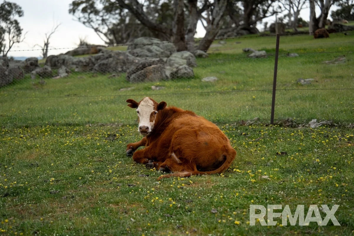 Additional image 31 of 417 Twelve Mile Road, Yarragundry NSW 2650