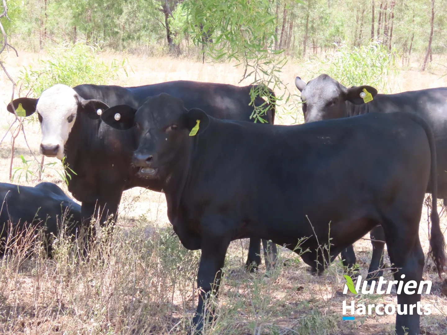 Additional image 36 of 7 Mullers Road, Chinchilla QLD 4413