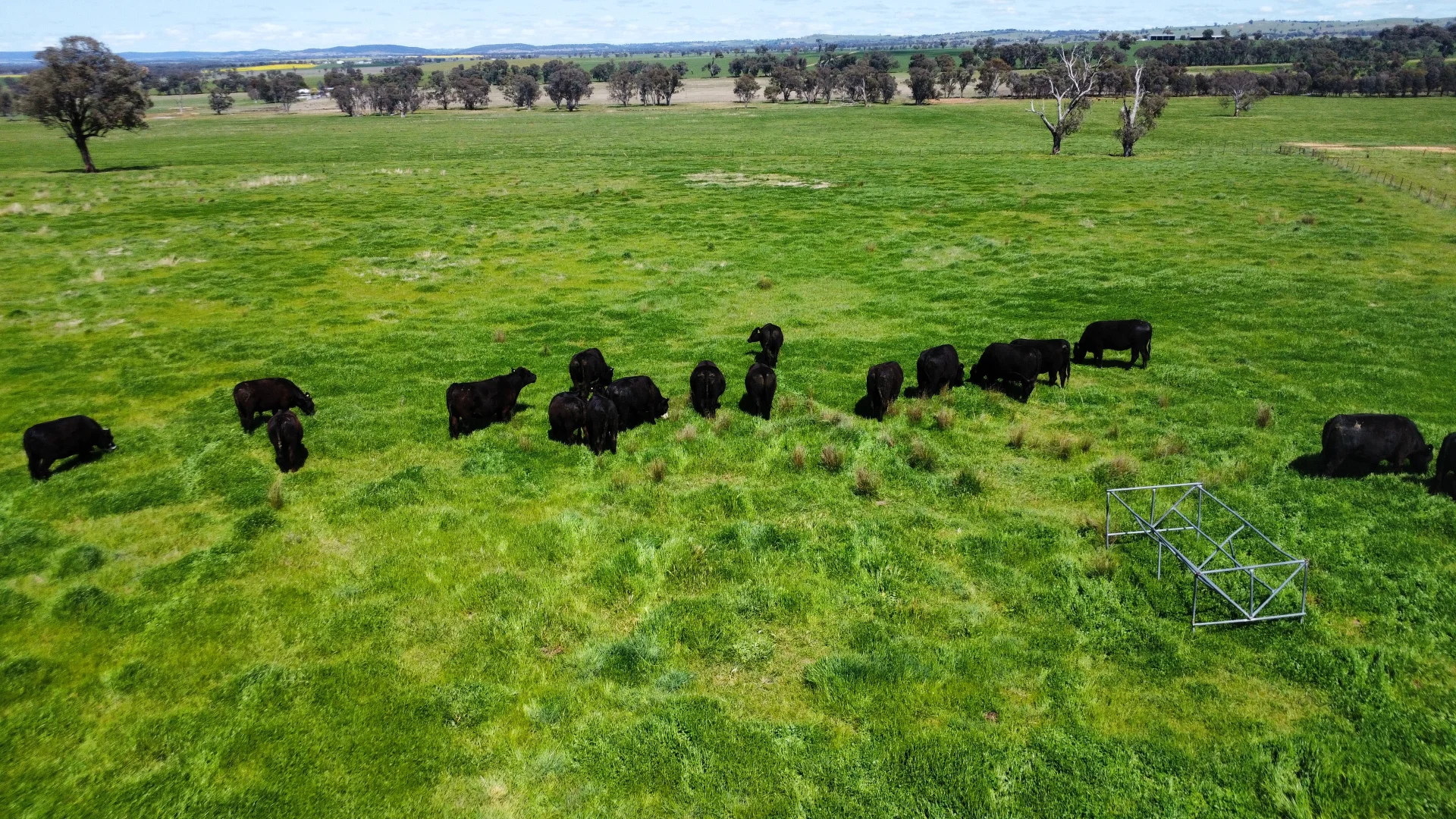 Additional image 29 of Young NSW 2594