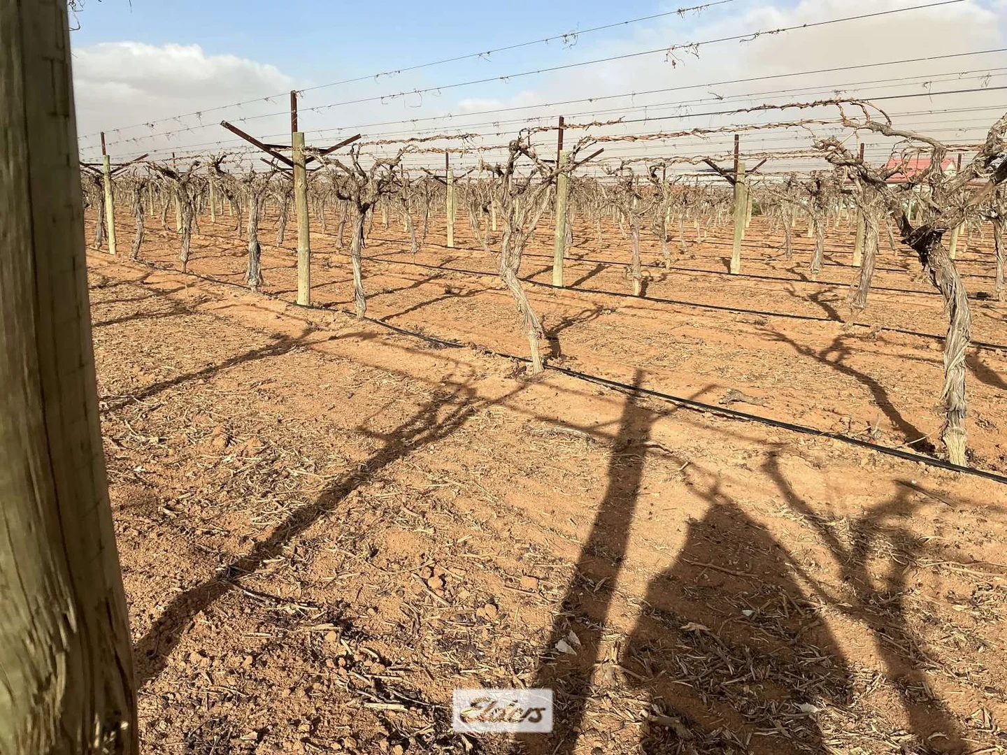 Additional image 15 of 221 & 245 Cowanna Avenue, Merbein South VIC 3505