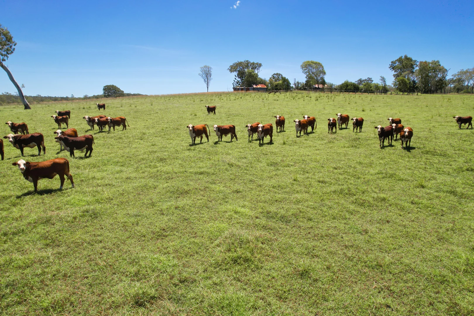 Additional image 8 of 2617 Mount Fox Road, Mount Fox QLD 4850