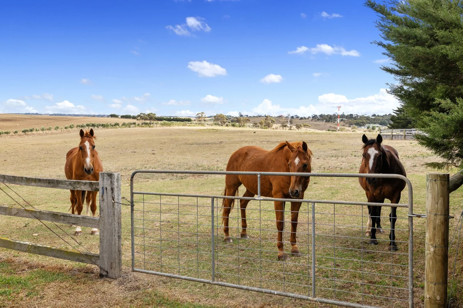 Additional image 39 of 36 Dicksons Road, Pentland Hills VIC 3341