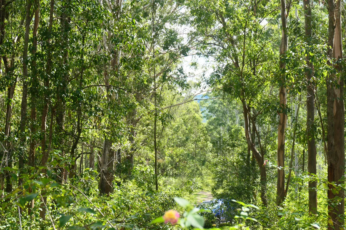 Additional image 19 of 146 Mills Road, Bean Creek NSW 2469