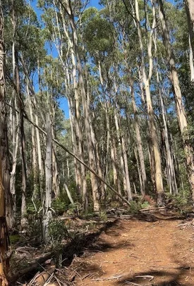 Additional image 12 of 710 Old Bendoc Bonang Road, Bendoc VIC 3888