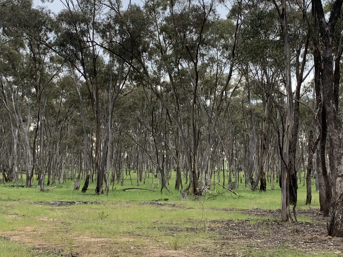 Additional image 11 of Misery Road, Beazleys Bridge VIC 3477