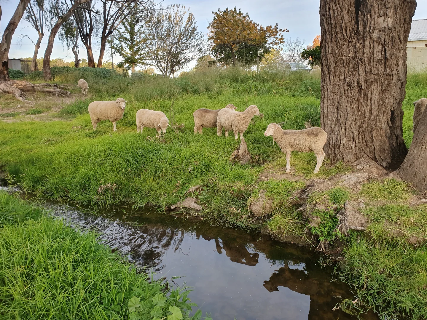 Additional image 34 of 1124 WARKTON ROAD, Coonabarabran NSW 2357