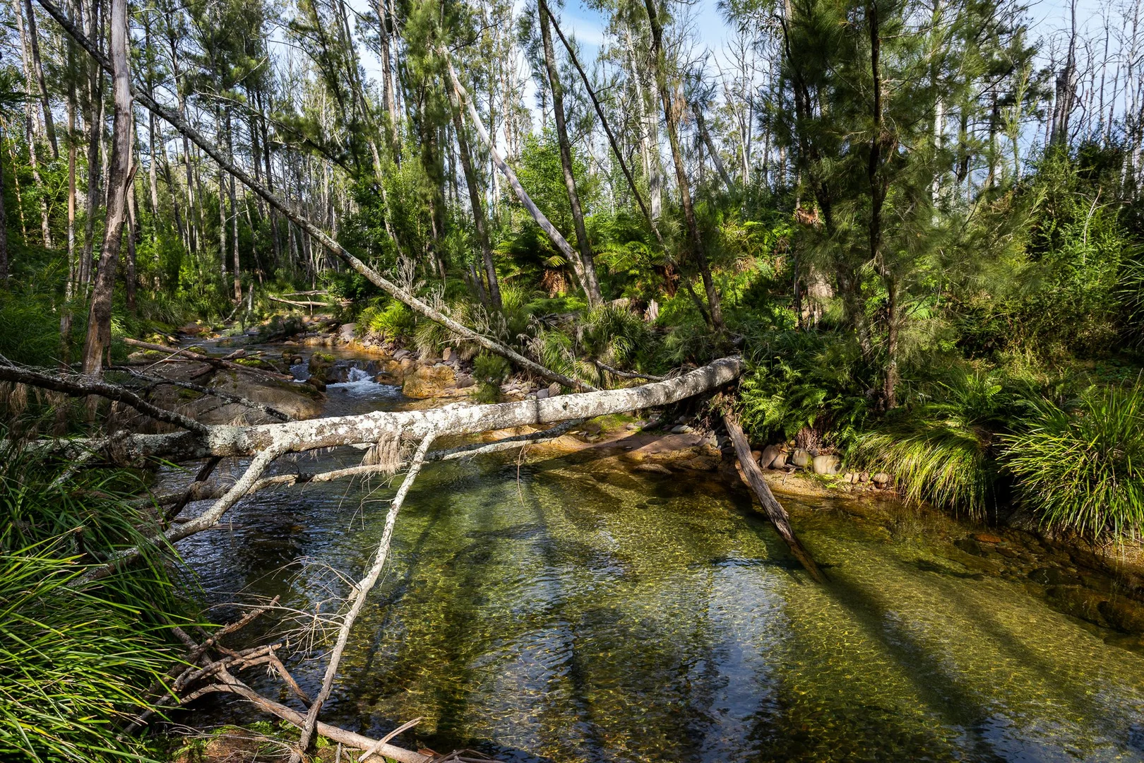 Additional image 7 of Lot 63 Watts Road, Cobargo NSW 2550