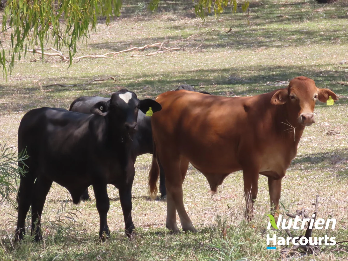 Additional image 33 of 7 Mullers Road, Chinchilla QLD 4413