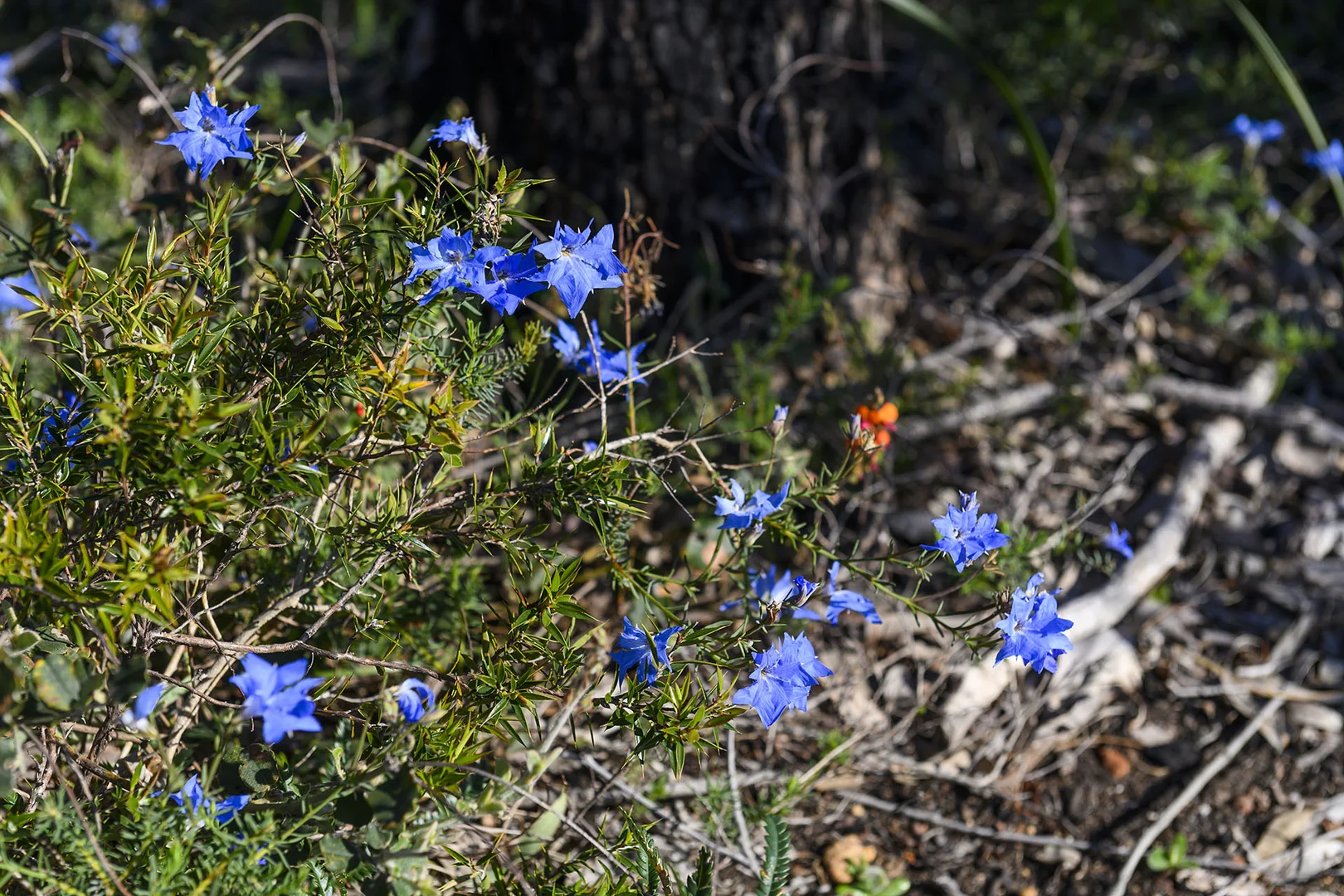 Additional image 43 of Guernsey Rise, Lower Chittering WA 6084