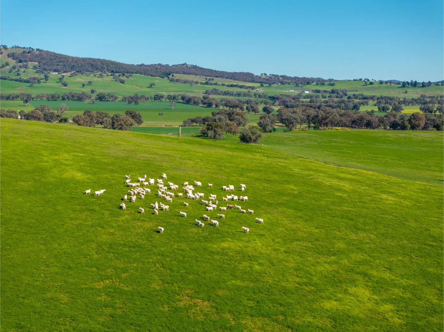 Additional image 9 of 272 Bulloc Hill Road, Mangoplah NSW 2652
