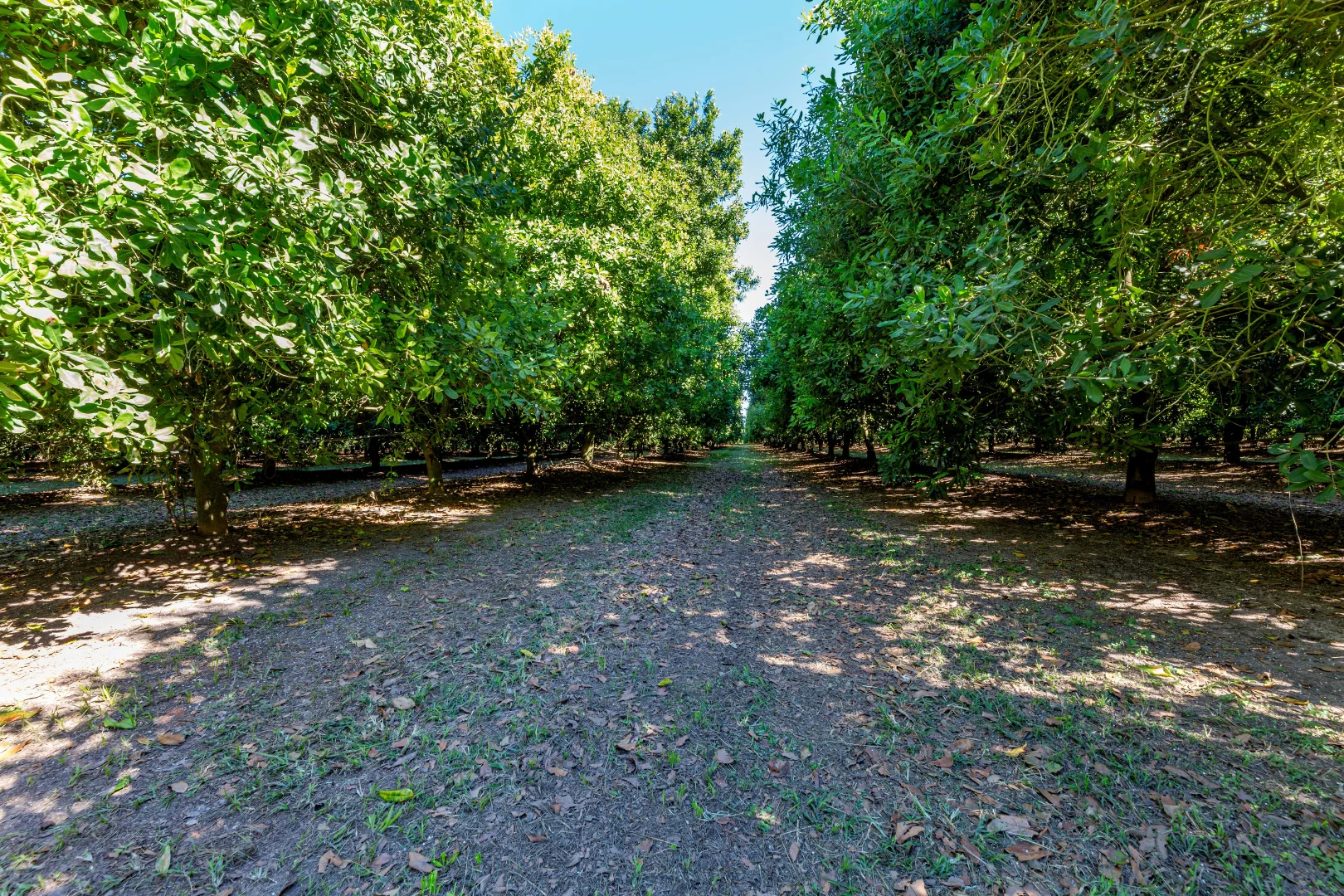 Additional image 7 of Mahoneys Road, Bucca QLD 4670