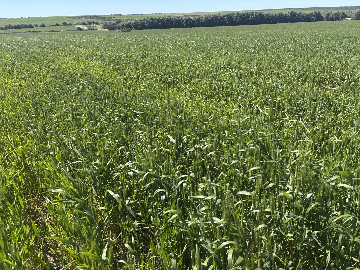 Additional image 17 of Lot 55 Ahern Place, Hickety WA 6532