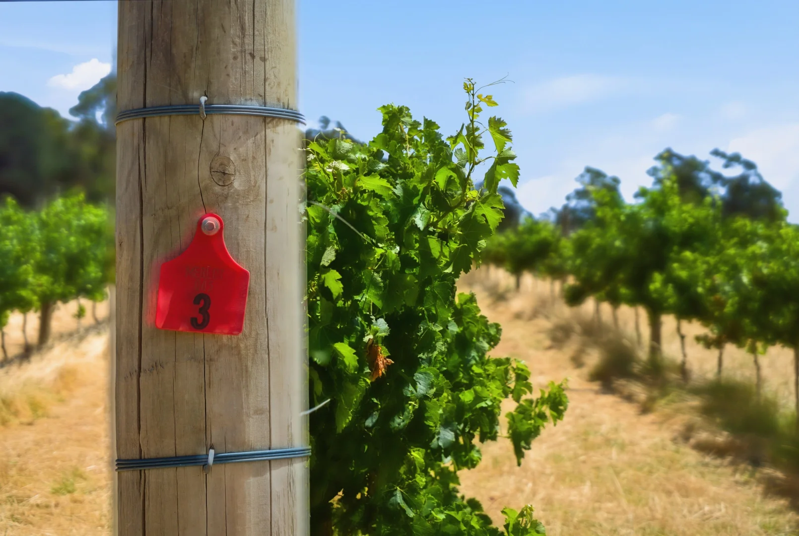 Additional image 10 of 26/3599 Caves Road, Wilyabrup WA 6280