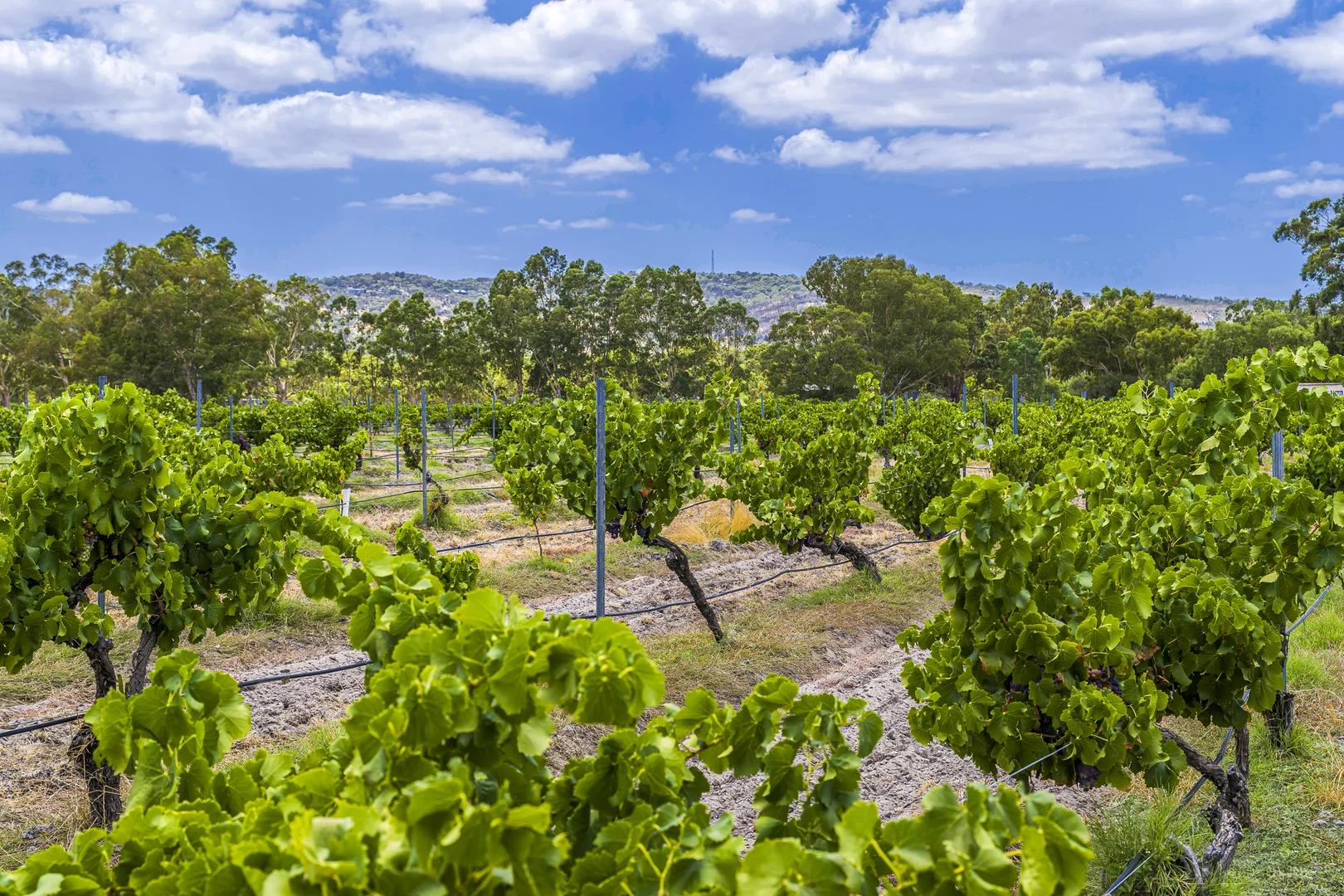 Additional image 46 of 301 Padbury Avenue, Millendon WA 6056