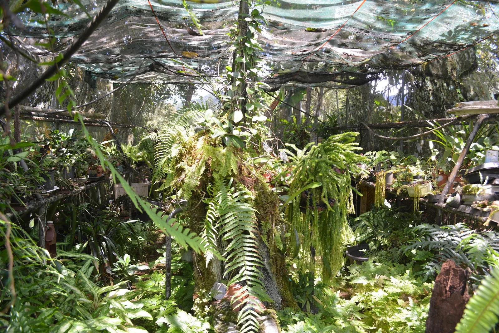 Additional image 59 of 780 MIDDLEBROOK ROAD, Millaa Millaa QLD 4886