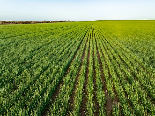 Additional image 8 of 542 Haby & 832 Bolt Road, Nildottie SA 5238