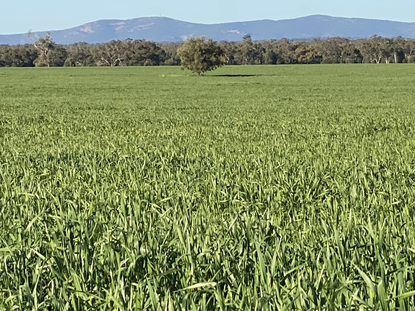 Additional image 14 of 492 Eremeran Road, Condobolin NSW 2877