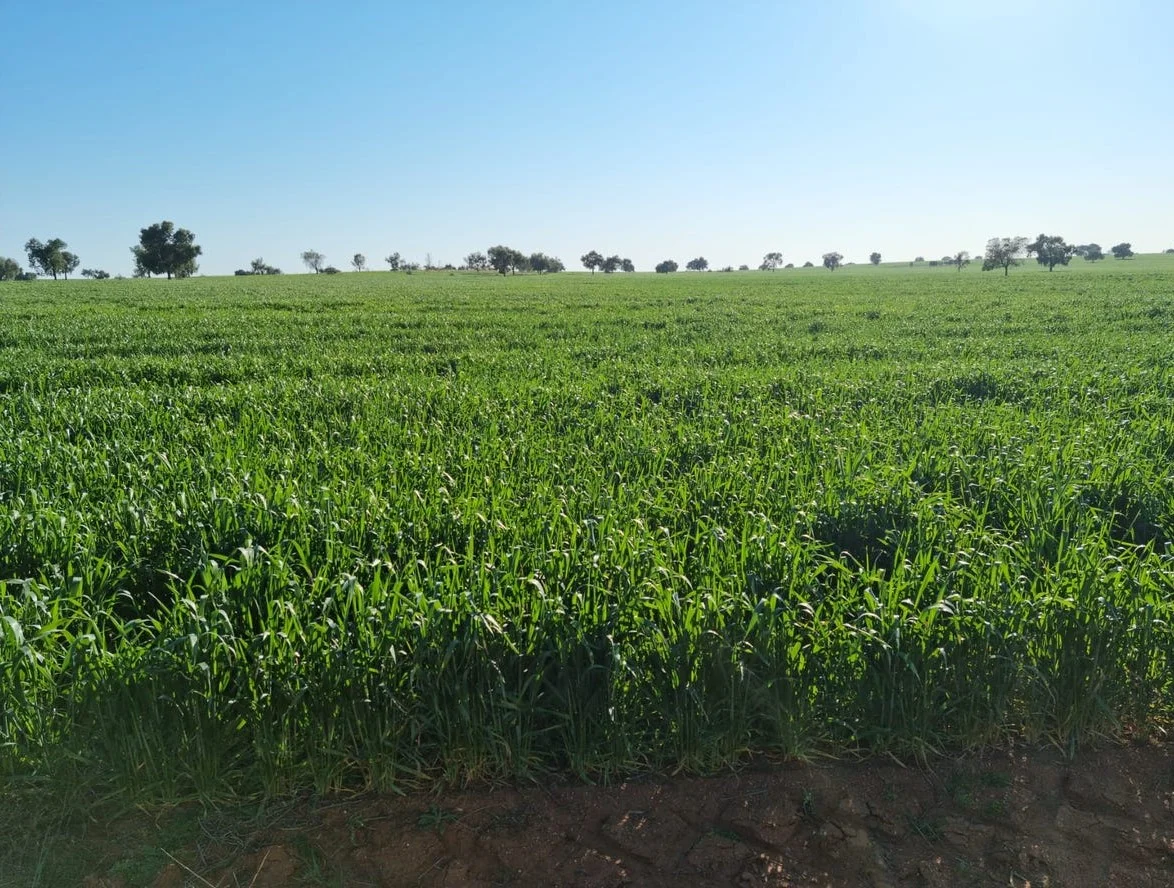 Additional image 35 of 492 Eremeran Road, Condobolin NSW 2877