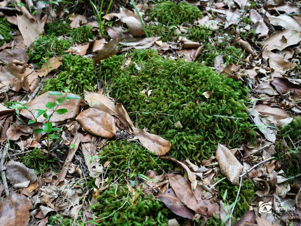 Additional image 28 of 563 Commissioners Creek Road, Commissioners Creek NSW 2484
