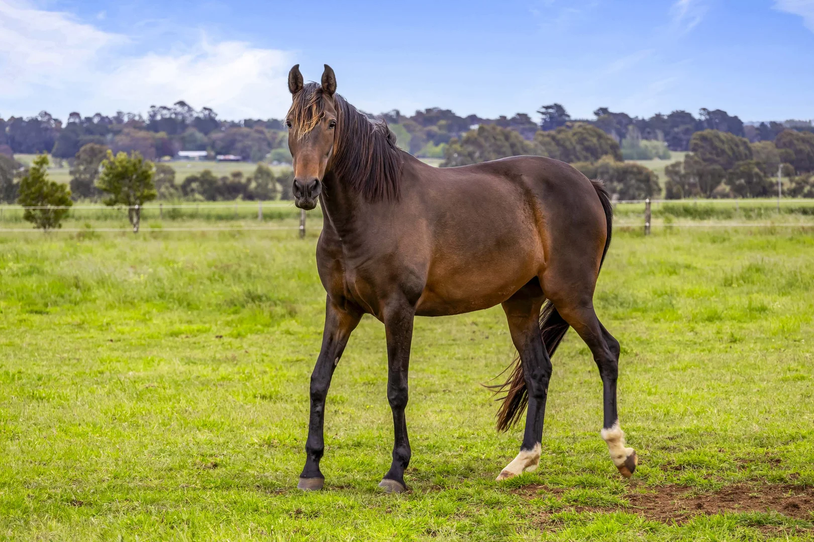 Additional image 16 of Lot 4 Ballarat-Maryborough Road, Miners Rest VIC 3352