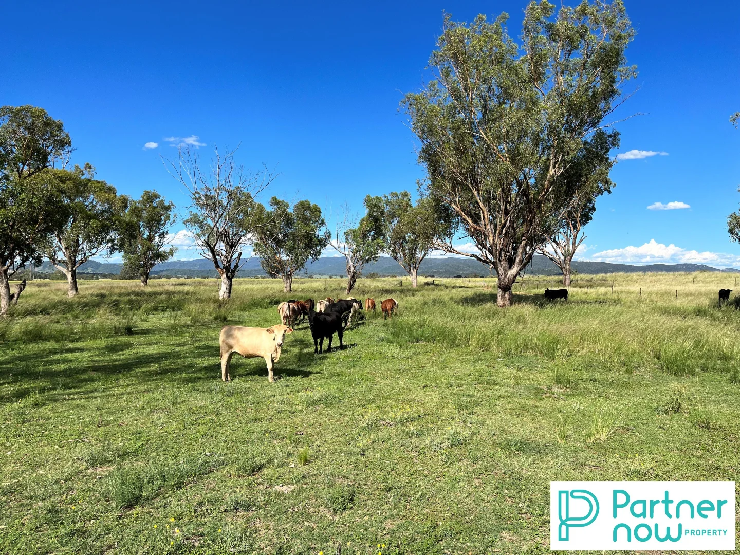 Additional image 5 of 205 Gidley-Appleby Road, Tamworth NSW 2340