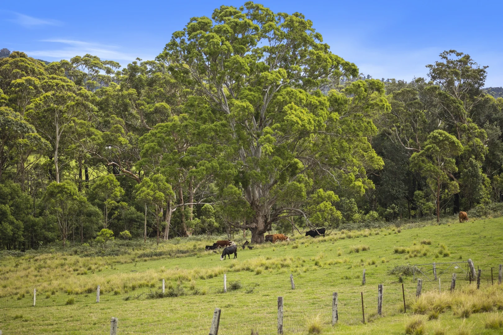 Additional image 19 of 3 Little Valley Way, Little Forest NSW 2538