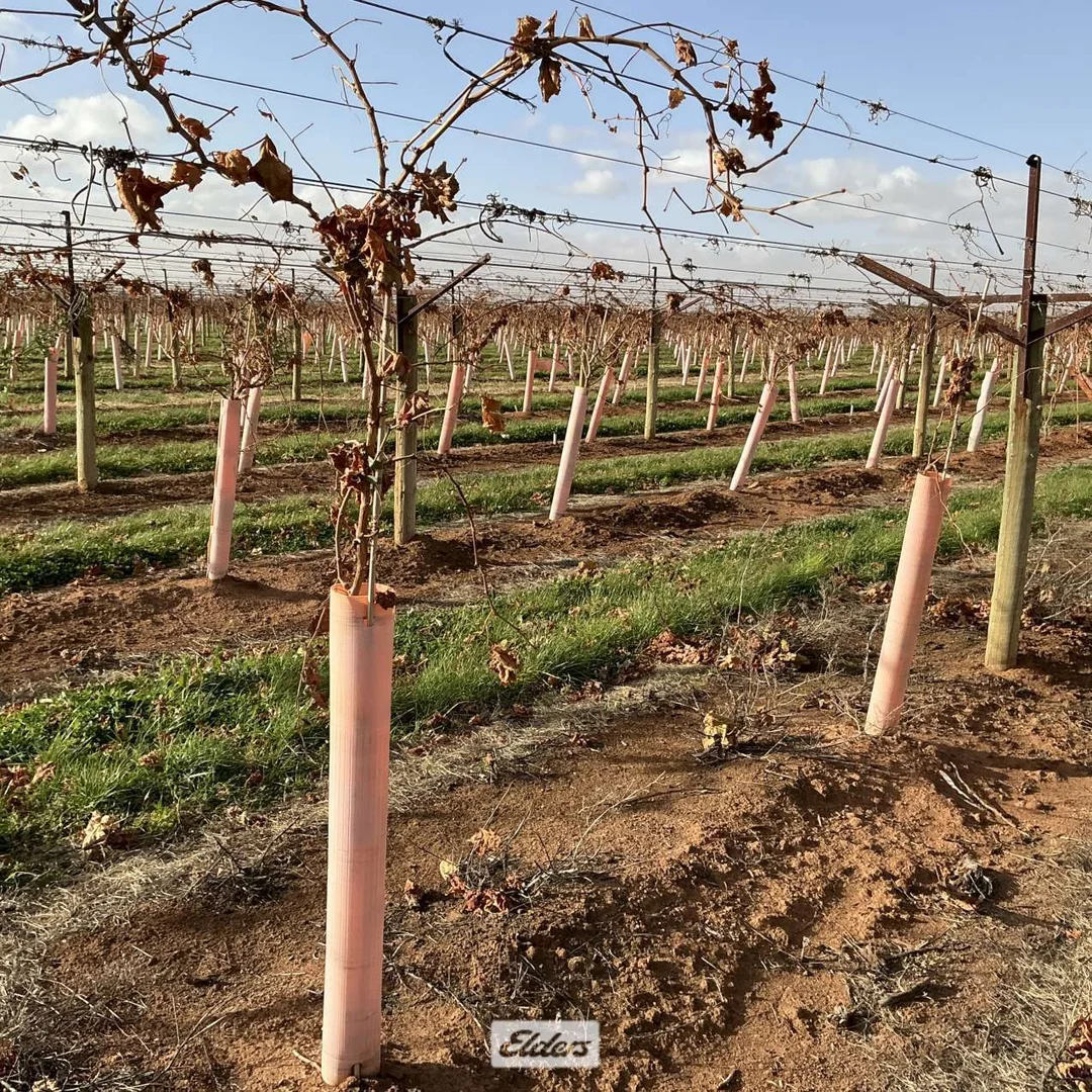 Additional image 9 of 221 & 245 Cowanna Avenue, Merbein South VIC 3505