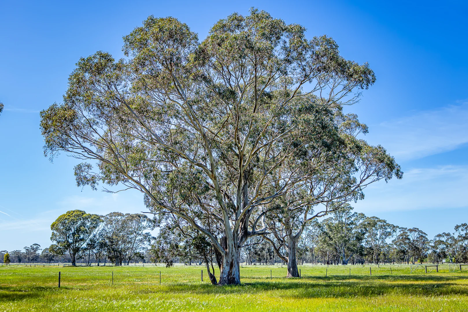 Additional image 7 of 520 Walkington Hills Road, Bangham SA 5268