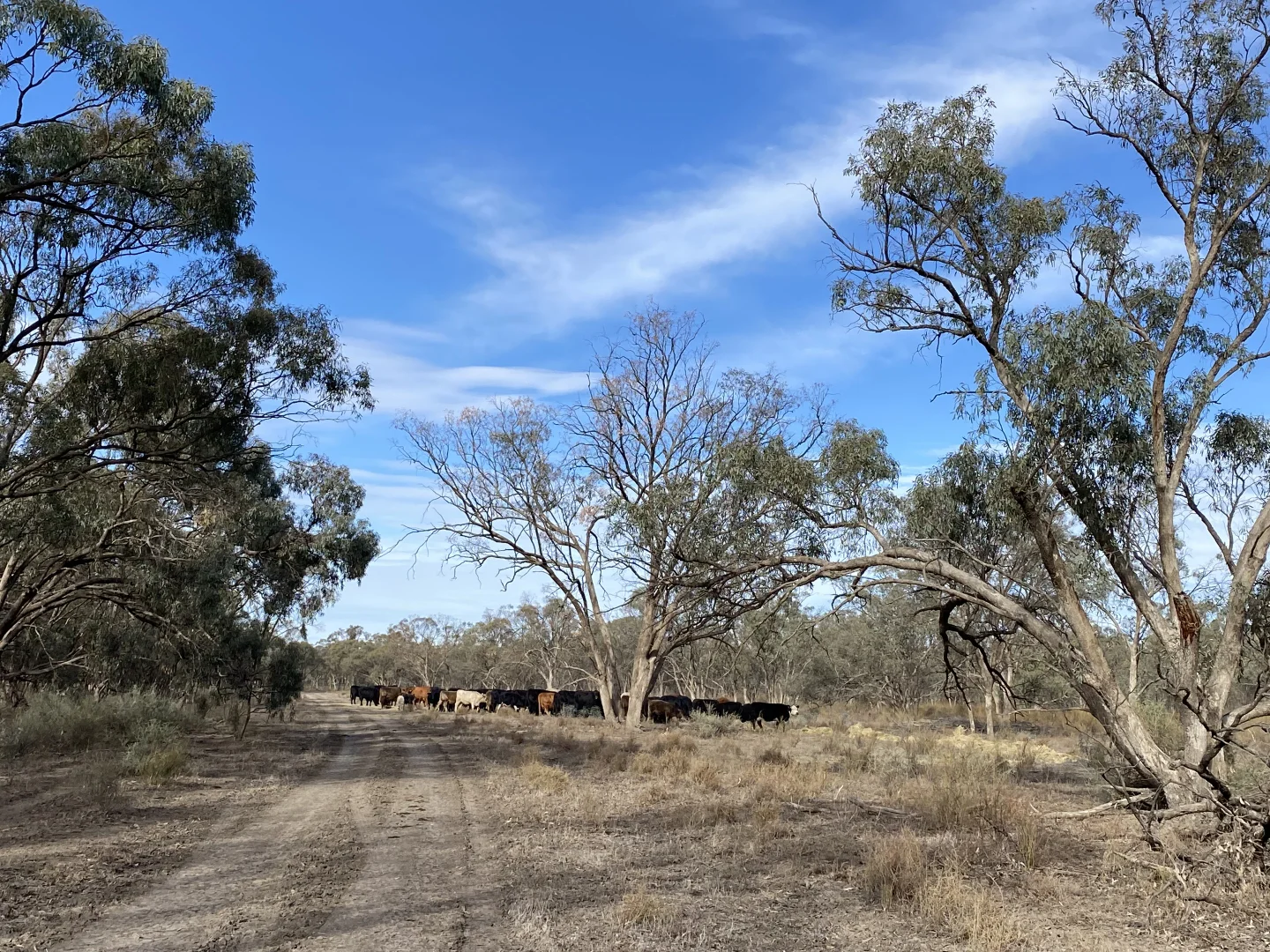 Additional image 49 of 'Wetuppa' 245 Fisher Lane, Wetuppa NSW 2734