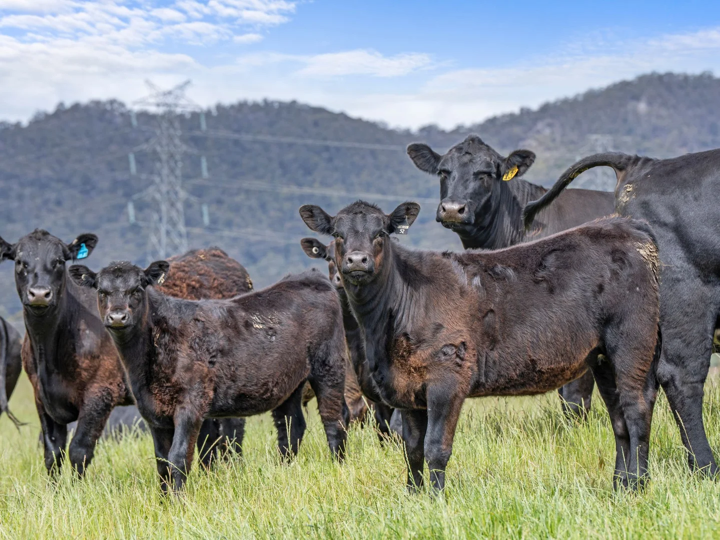 Additional image 15 of Dalwood Road, Nook TAS 7306