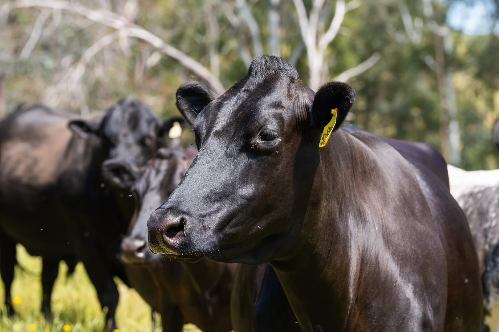 Additional image 39 of 417 Black Flats Road, Mudgegonga VIC 3737