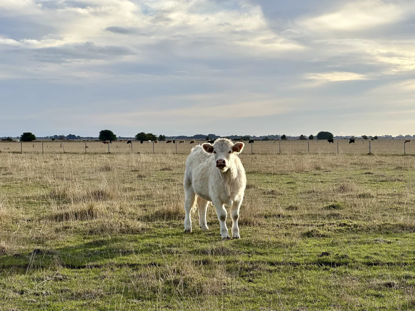 Additional image 17 of 1, Lot 417 & 429 Sebastopol Springs Rd, Sebastopol SA 5280