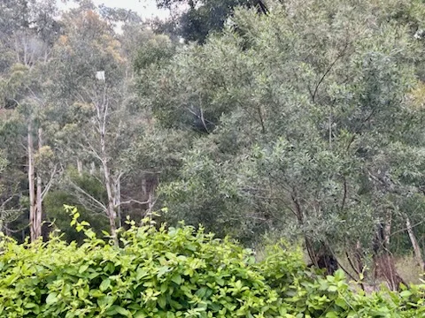 Additional image 24 of 14 Albert Street, Blackwood VIC 3458