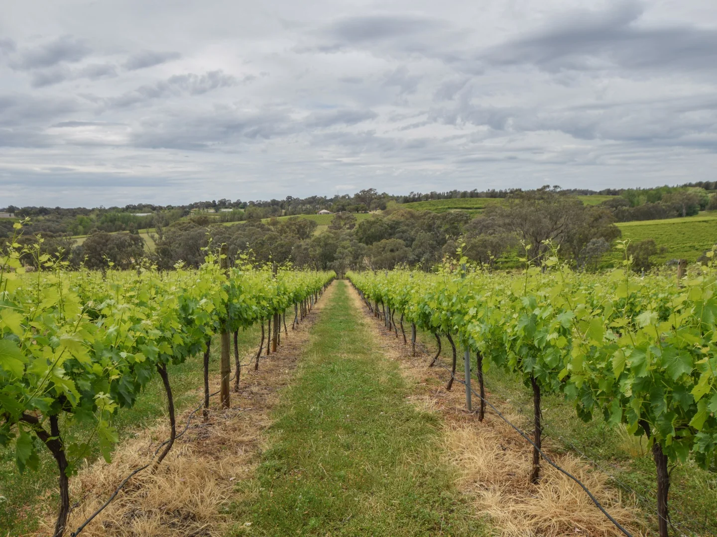 Additional image 10 of 155 Tierneys Road, Young NSW 2594