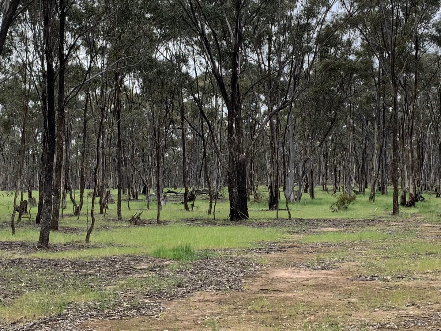 Additional image 10 of Misery Road, Beazleys Bridge VIC 3477