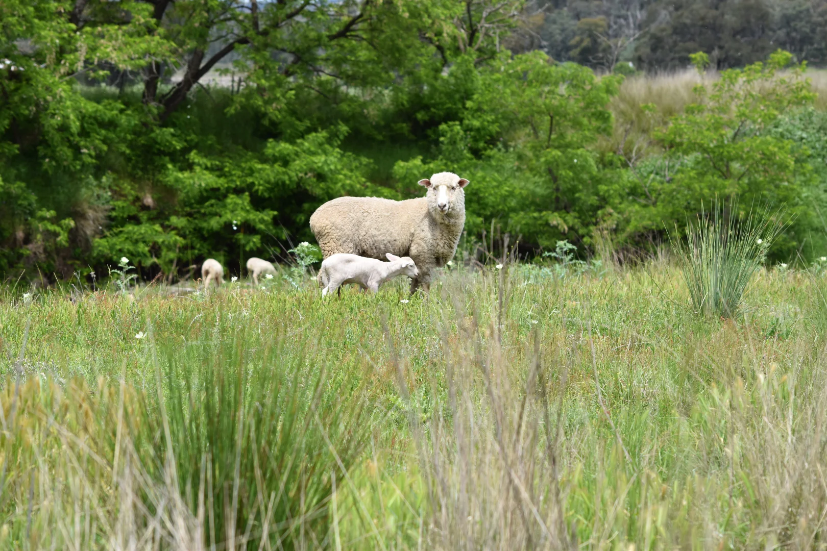 Additional image 91 of 1124 WARKTON ROAD, Coonabarabran NSW 2357