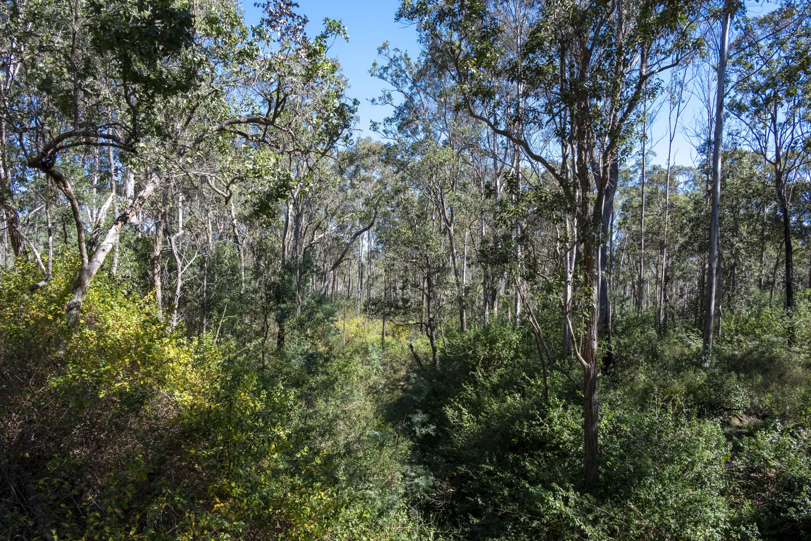 Additional image 21 of 151 Cameron Road, Taromeo QLD 4314