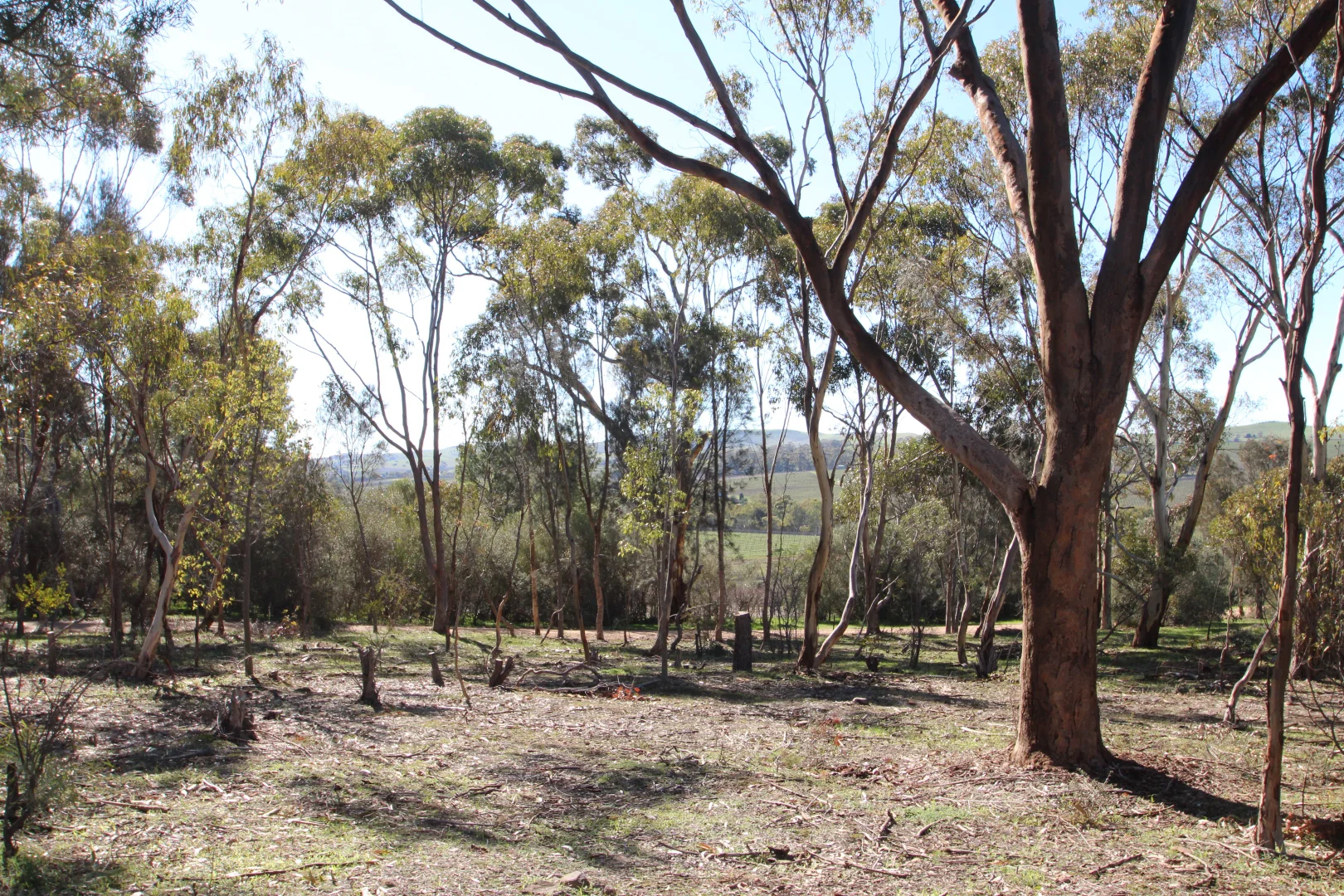 Additional image 7 of 9 West Terrace, Leasingham SA 5452