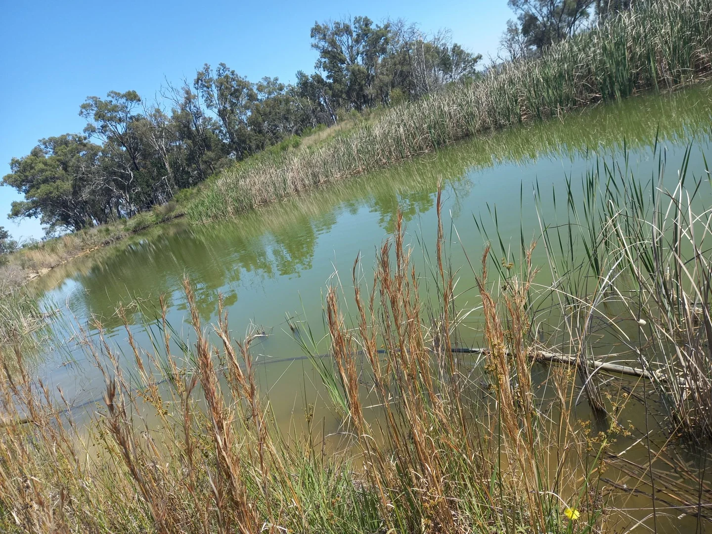 Additional image 3 of 325 Toorawandi Road, Ulamambri NSW 2357