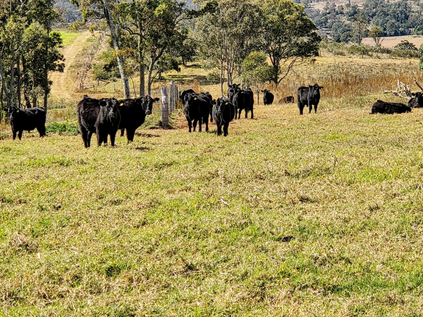 Additional image 27 of Lot 1 and Lot 5 Bald Hills Road, Plainby QLD 4355