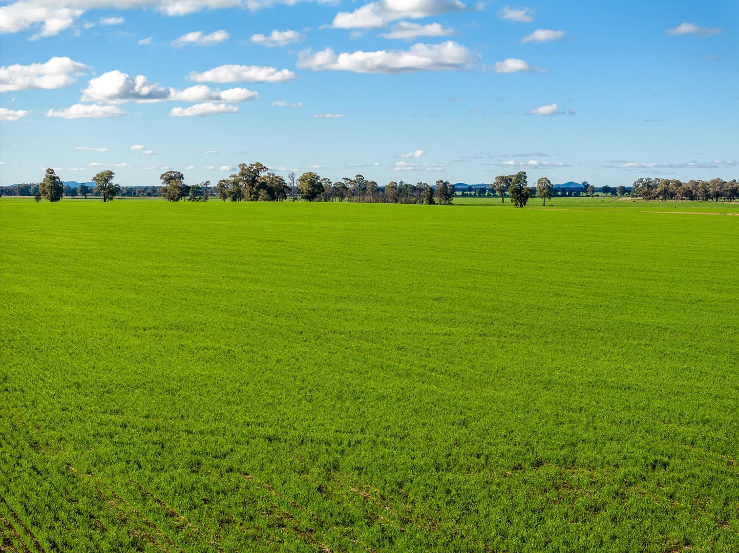Additional image 2 of 795 Younga Plains Rd, West Wyalong NSW 2671