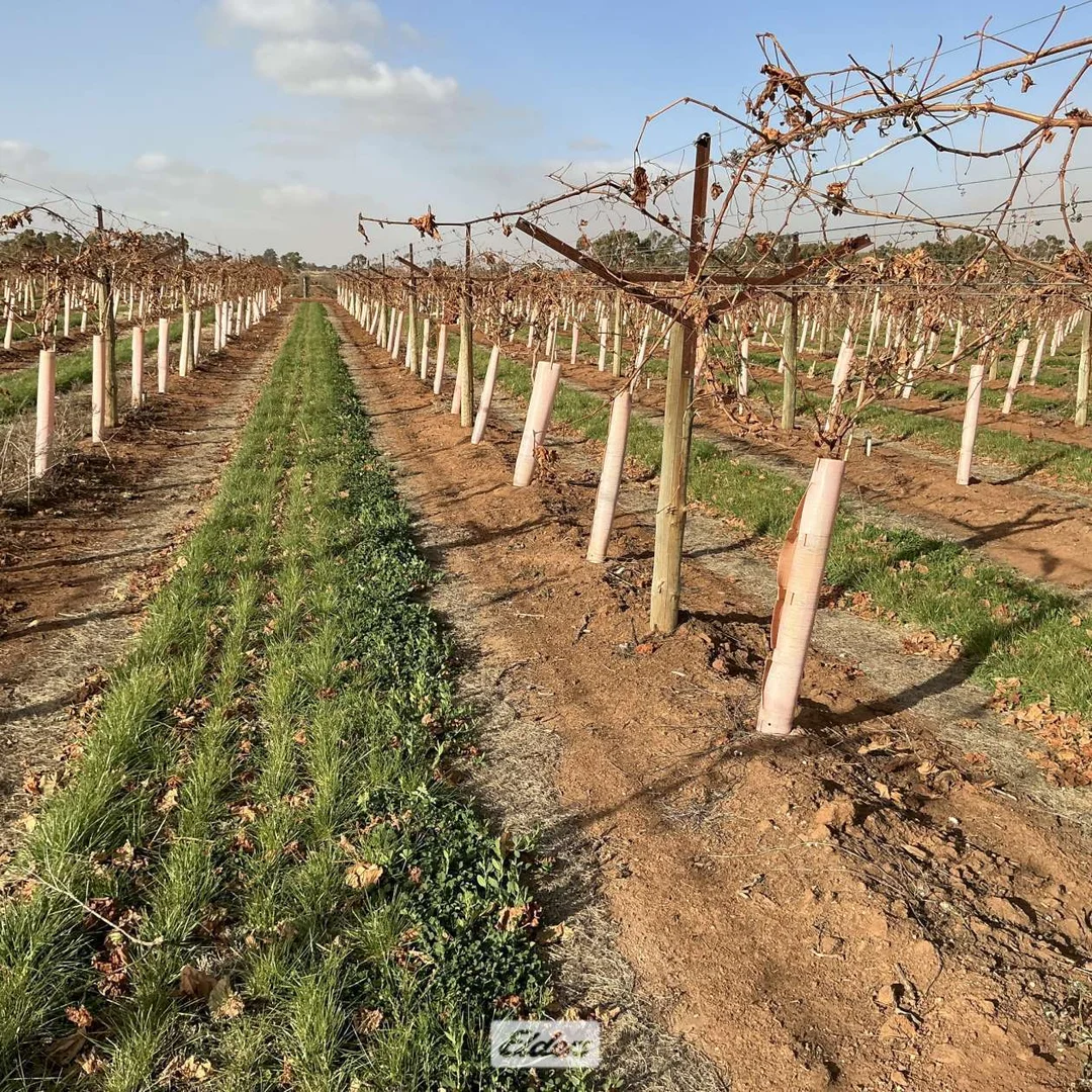 Additional image 16 of 221 & 245 Cowanna Avenue, Merbein South VIC 3505