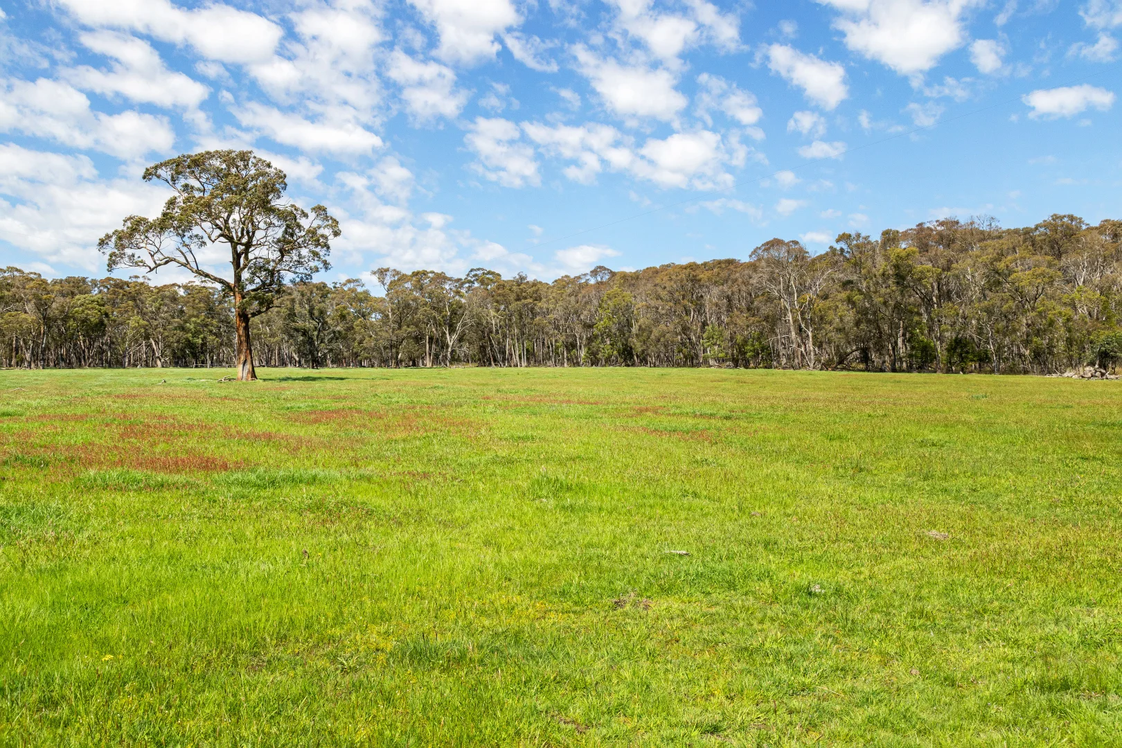 Additional image 9 of Napoleons VIC 3352