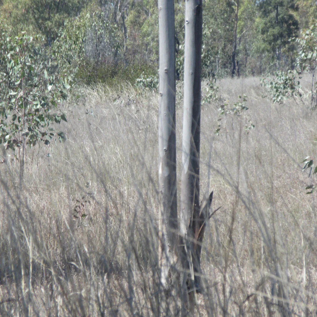 Additional image 4 of Lot/115 Kofoeds Road, Tara QLD 4421