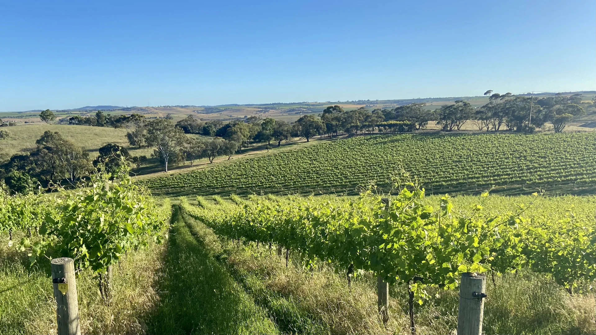 Additional image 20 of 296 Rosedale Scenic Road, Lyndoch SA 5351