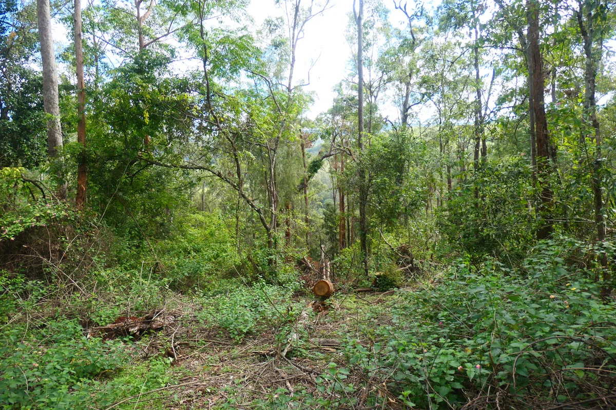 Additional image 15 of 146 Mills Road, Bean Creek NSW 2469